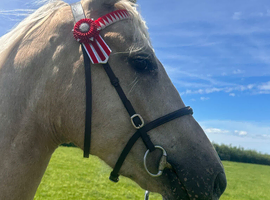 AES Czech WB 14:2hh 4yrs gelding