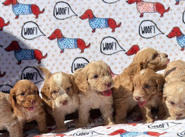 F1 Cockerpoo puppies