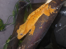 Dalmation spot crested gecko