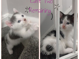 Last Two Kittens Need Loving Homes