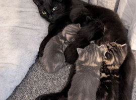 Kittens
