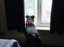 Need rehomeing due to lack of home nyself