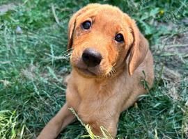 Beautiful Yellow/fox red Labrador retriever puppy KC registered