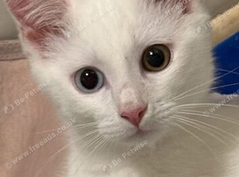 Maine coon X white male with heterochromia eyes
