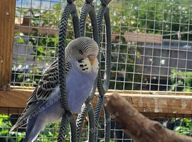 Mauve/purple budgie
