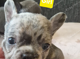 PEDIGREE FRENCH BULLDOG PUPPIES