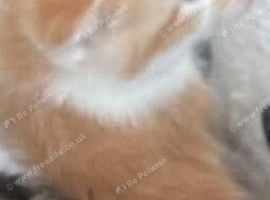kitten for sale &pound;40