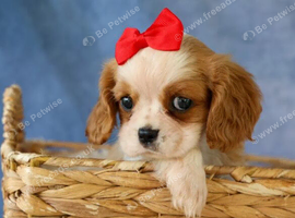 Cavalier King Charles Spaniel Puppies