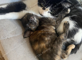 Pair of girls looking for home together