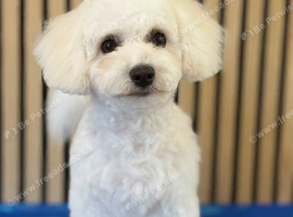 Beautiful 7 month old bichon Frise female