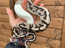 Ball pythons Mj axanthic lighting pied