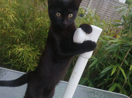 One Girl 12 Week Old Kitten