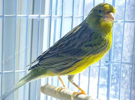 Spanish timbrado canary
