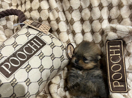 Pomeranian puppy's