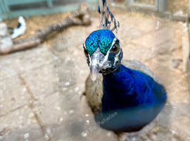 Gorgeous Peacock for sale