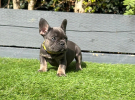 French bulldog