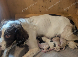 English Springer Spaniel