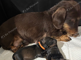 Miniature Wire Haired Miniature Dachshund