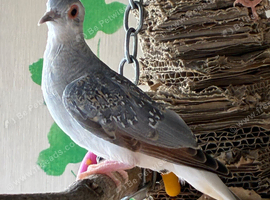 This year&rsquo;s young diamond dove
