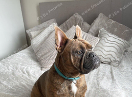 English bull dog cross with a frenchie