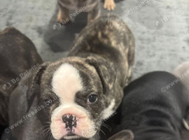 Gorgeous French Bulldog Puppies availablle