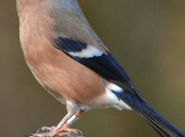 Native British bullfinch hen