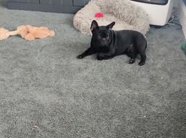 Male french bulldog