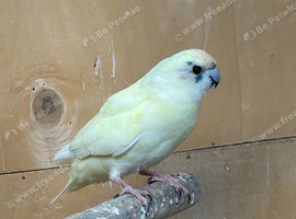 Female kakariki