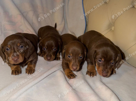 Puppys