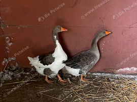 Pair of west of England geese