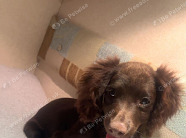 Cocker spaniel girl