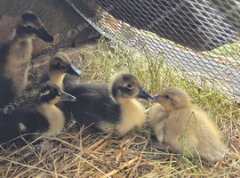 5 unsexed runner ducklings for sale