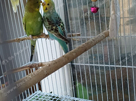 Pair of young budgies