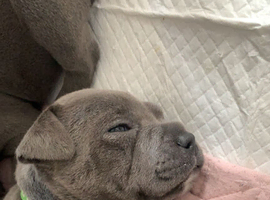 Blue staffy pups