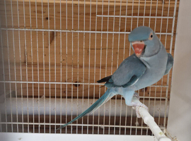 Indian ringneck blue female