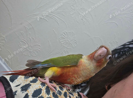 Handreared conures