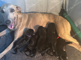 Lurcher pups for sale collie greyhound whippet greyhound