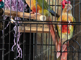 Beautiful Pineapple Conures