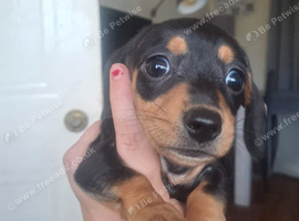 2 miniature dachshunds 1 male 1 female
