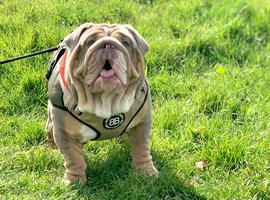 English Bulldog Male & Female