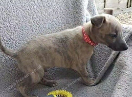 KC reg - Blue Brindle whippets