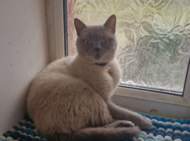 Gorgeous Siamese female cat