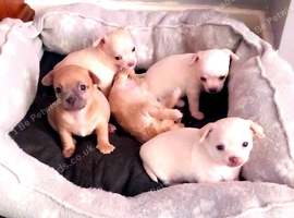 Chihuahua looking forever home.