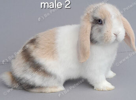 Mini lop rabbits ready now