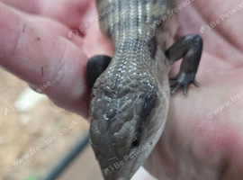 Baby blue tongue skinks for sale