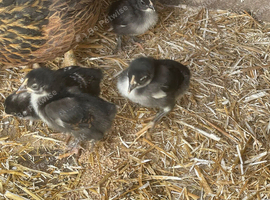 Week old bantams sunderland