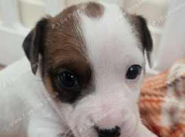 Jack ruussell puppies
