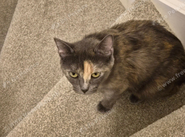 Rehome with Love-Half Ragdoll