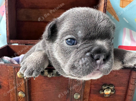 Blue french bull dog pups