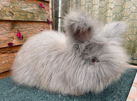 pedigree english angoras